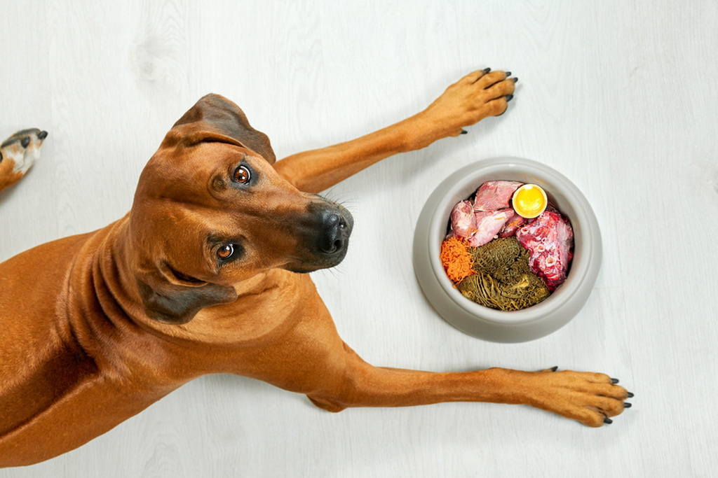 Healthy food for pets?>