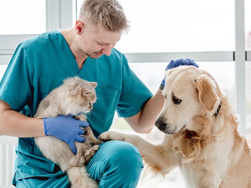 Pet training session?>